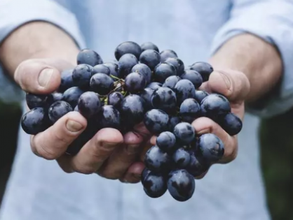Resveratrol